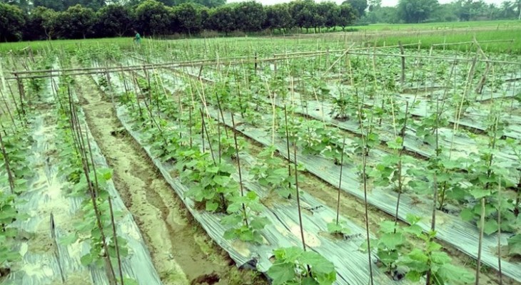 দিনাজপুরে আগাম শীতকালীন সবজি চাষে ব্যস্ত কৃষকরা
